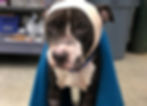 Max_crop1