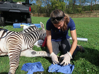 Zebra2_2684.jpg