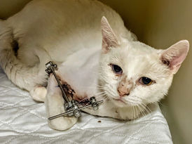 _Cirius_ recovering from repair of her broken humerus.jpg