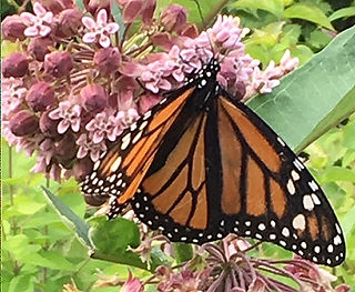 ButterflyMilkweed