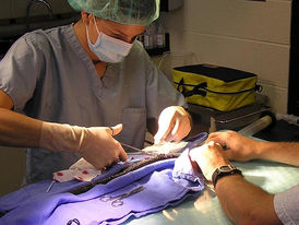 _Dr. Gandolf implanting a radiotransmitter in a wild massasauga rattle snake.JPG