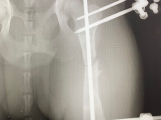_Moon_femur_repaired.jpg