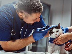 10 Red Flags That Mean Your Vet Clinic Needs a Bookkeeper Now