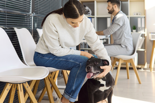 Woman in white sweater pets a happy black dog in a bright room. Man in background on a chair. White chairs and shelves nearby.