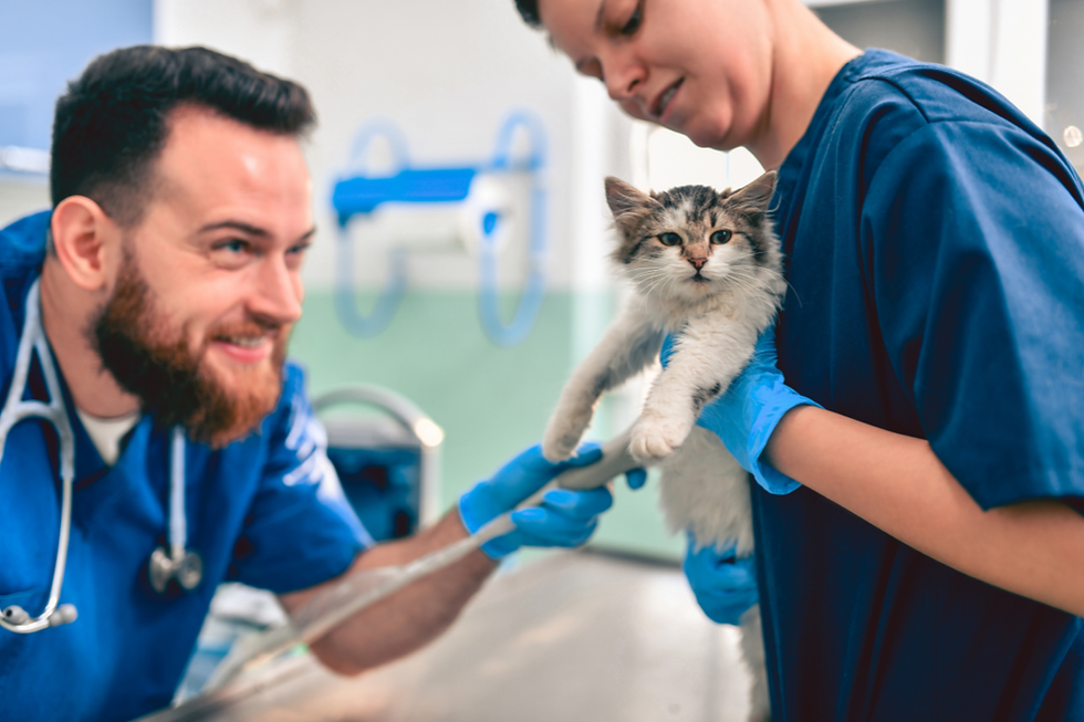 Veterinarian and assistant in blue scrubs gently hold a fluffy cat in a clinic, calm and caring mood.