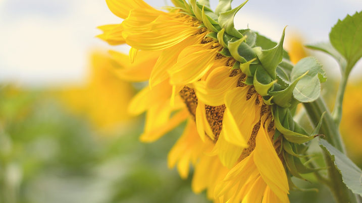 yellow%252520flower%252520in%252520tilt%