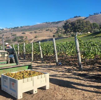 harvest on the Palos Verdes peninsula