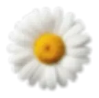 Mirridaisy2.webp