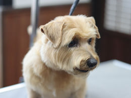 生まれつきの毛の硬さ