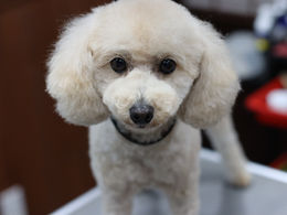 プードルのサイズ区分の真実