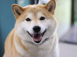 柴犬のグルーミング
