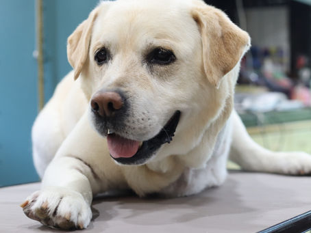 脚を切断することになってしまったとしたら
