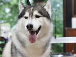 まあまあ見かける犬種