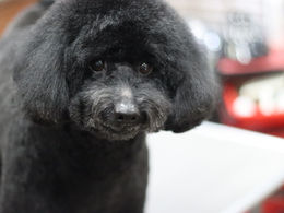 ミディアムプードルのカットスタイル