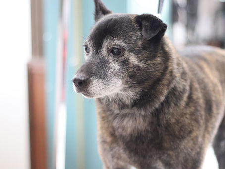 甲斐犬のグルーミング