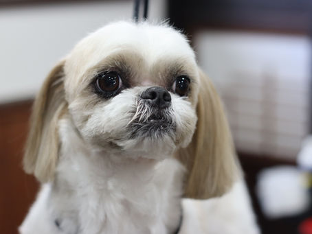 犬が震えるの対処方法