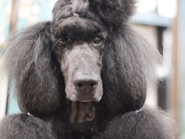 スタンダードプードルの毛玉事情