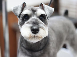 ミニチュアシュナウザーのカットスタイル