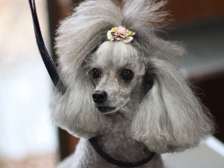 トイプードルのカットスタイル