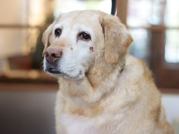 半分以上は落ち着きがない