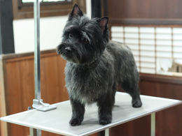 ケアーンテリアのプラッキングスタイル