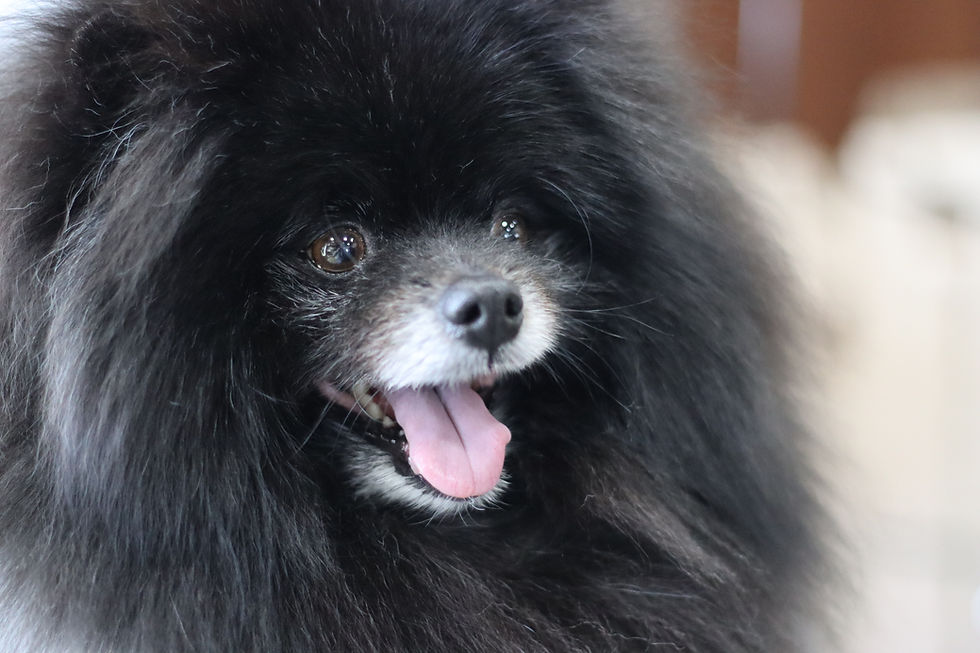 ポメラニアンのグルーミング