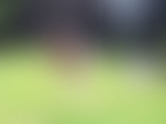 犬のしつけとは