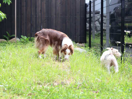犬のしつけとは