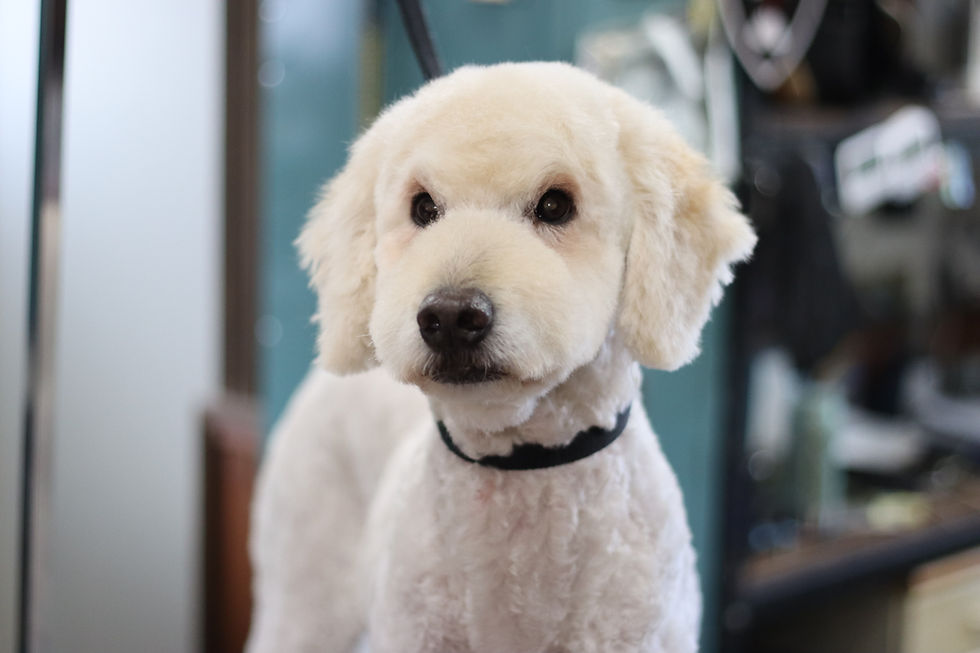 ゴールデンドゥードルのカットスタイル