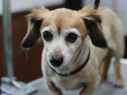 チワックスのコートバリエーション