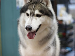 ブラッシングについて