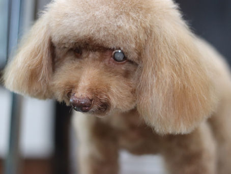 犬の老眼