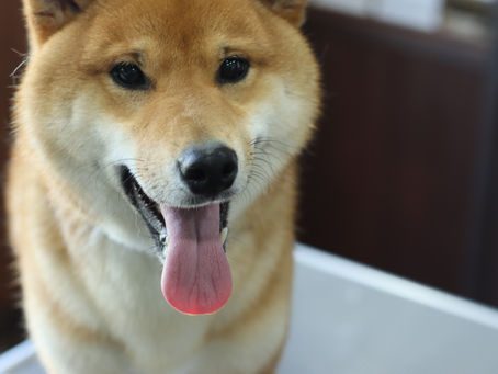 日本犬恐怖症
