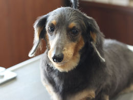 多頭飼いの影響力