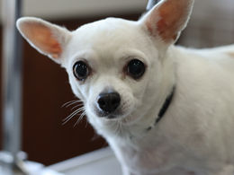 爪切りと肛門腺しぼり