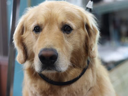 ゴールデンレトリーバーの飾り毛カットスタイル