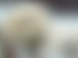 純血種とハーフ犬の違い