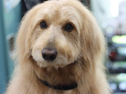 ゴールデンドゥードルのグルーミング