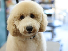 オーストラリアンラブラドゥードルのカットスタイル