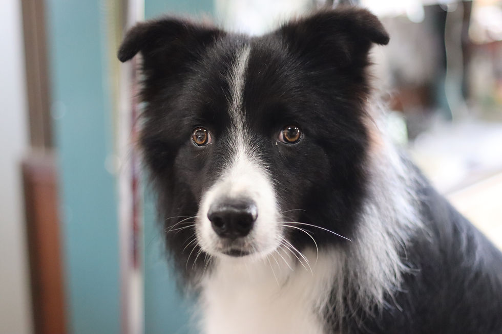 ボーダーコリーのグルーミング