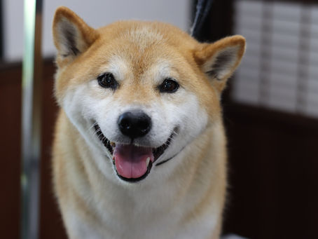 柴犬のグルーミング