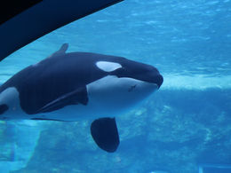 名古屋港水族館