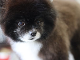 ポメラニアンのグルーミング