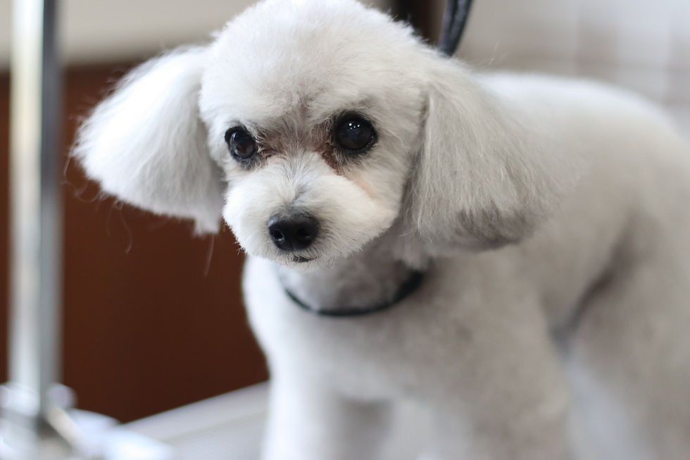 トイプードルのカットスタイル