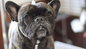 フレンチブルドッグのグルーミング