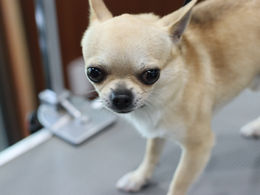 チワワのスムースコートのバリエーション