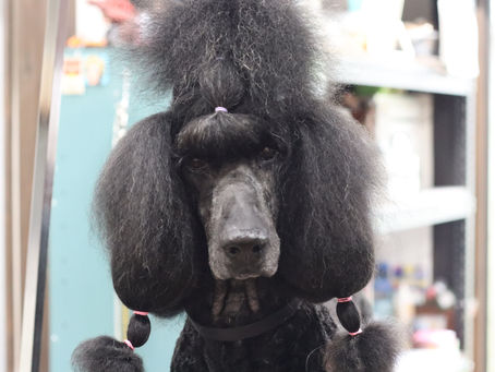 ブラッシングは難しい