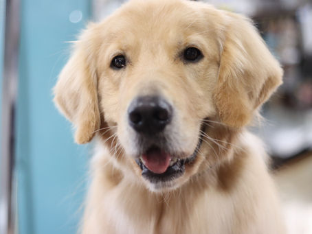 ゴールデンレトリーバーのグルーミング