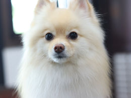 ポメラニアンのカットスタイル