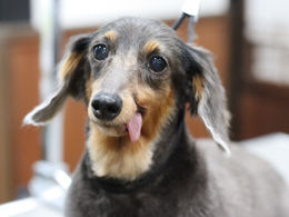 ミニチュアダックスフンドのカットスタイル